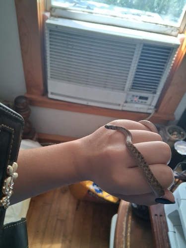 DeKay's Brownsnake