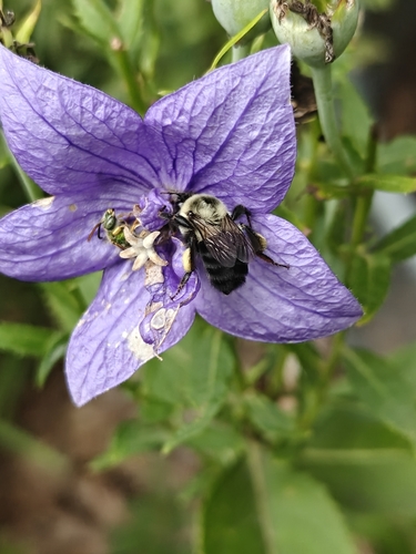Common Eastern Bumble Bee
