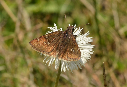 Thorybes mexicana (Herrich-Schäffer, 1869)