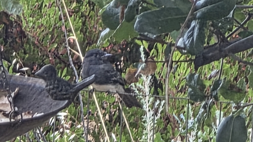 Black Phoebe
