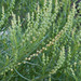 Oligomeris linifolia - Photo (c) BJ Stacey, todos los derechos reservados