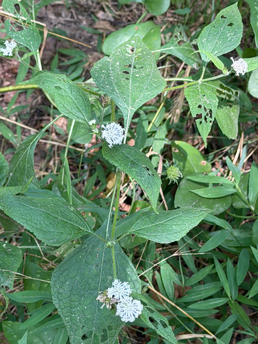 Snow Squarestem
