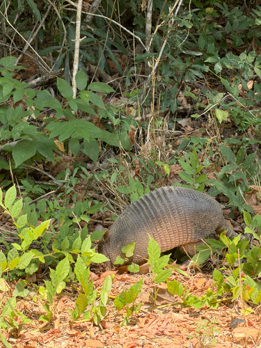 Mexican Long-nosed Armadillo