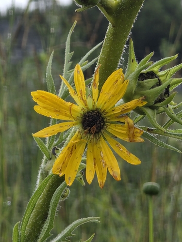compass plant