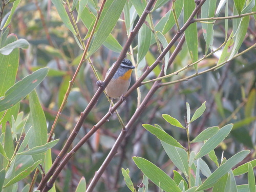 Spotted Pardalote