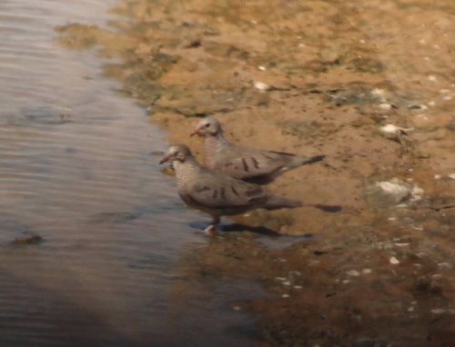 Common Ground Dove
