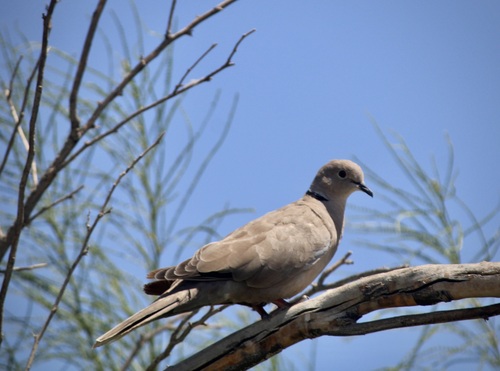 Eurasian Collared-Dove