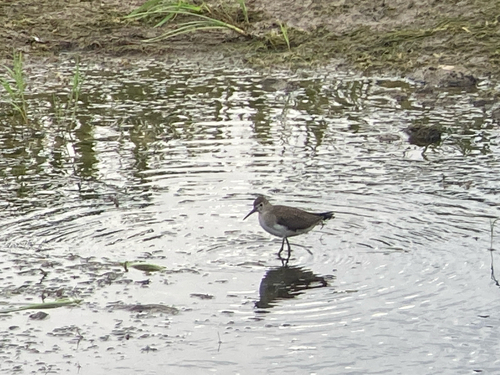 Solitary Sandpiper