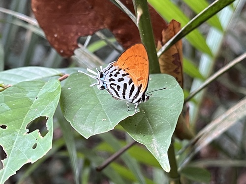Drupadia ravindra