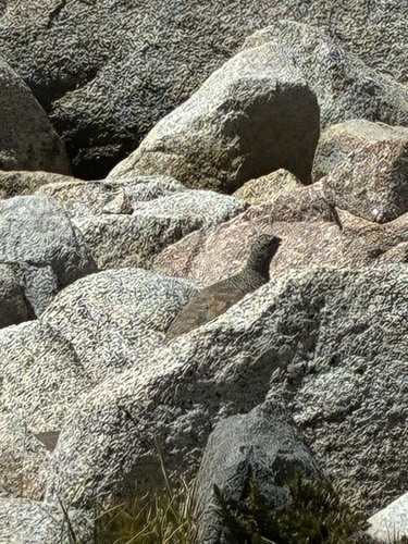 iNaturalist observation photo of White-tailed Ptarmigan