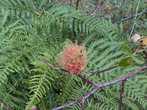 Mossy Rose Gall Wasp