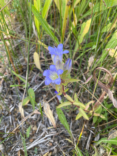 pleated gentian