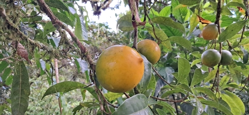 Abiu