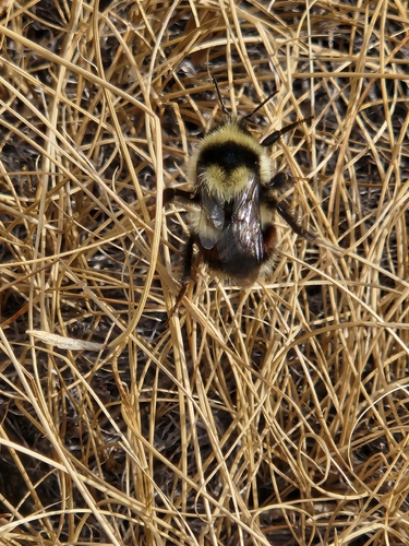 iNaturalist observation photo of Bumble Bees