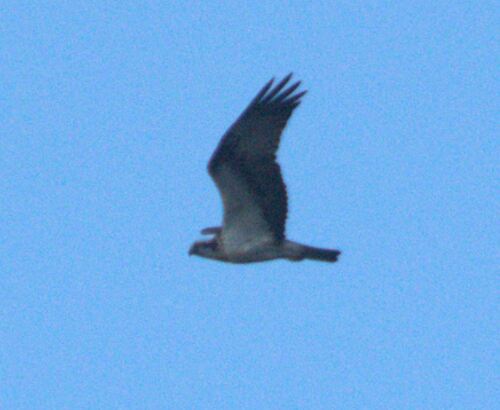 Osprey