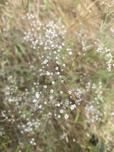 baby's-breath