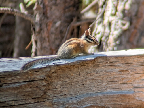 Long-eared Chipmunk observed by rederd
