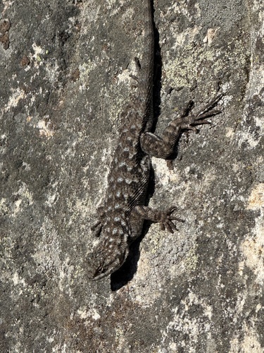 iNaturalist observation photo of Western Fence Lizard