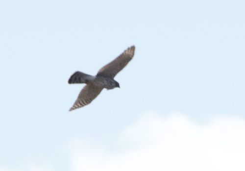 Cooper's Hawk
