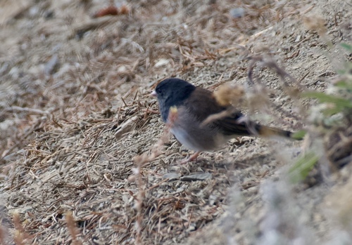 Dark-eyed Junco