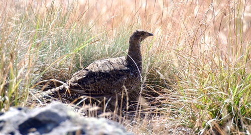 Sooty Grouse