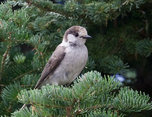 Canada Jay