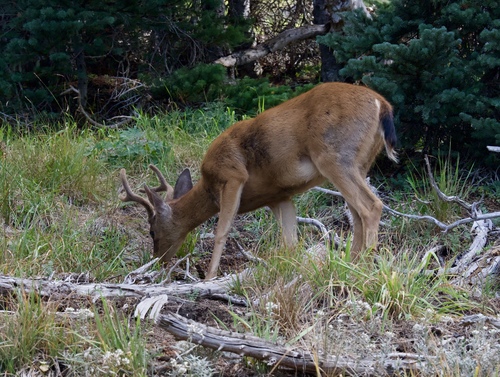 Columbian Black-tailed Deer