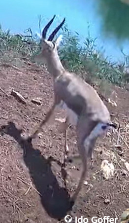 Mountain Gazelle