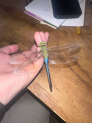 Common Green Darner