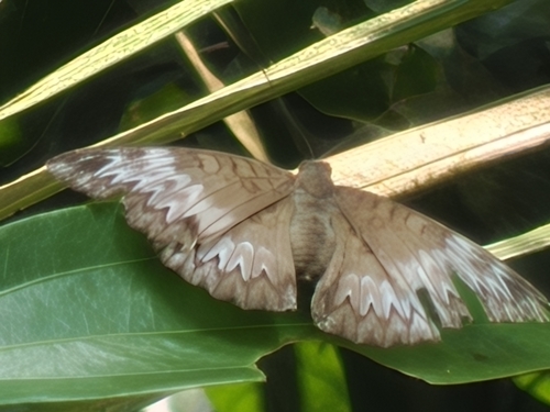 Euthalia monina