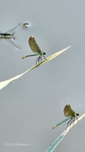 Syrian Demoiselle