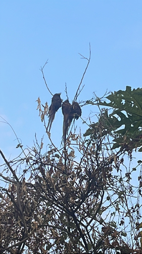 Speckled Mousebird