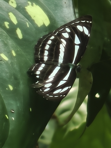 Neptis leucoporos