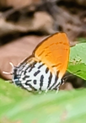 Drupadia ravindra