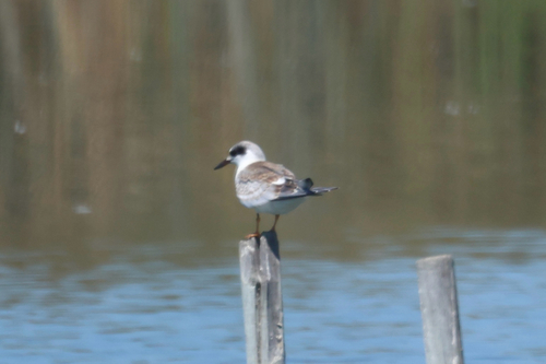 iNaturalist observation photo of Forster's Tern