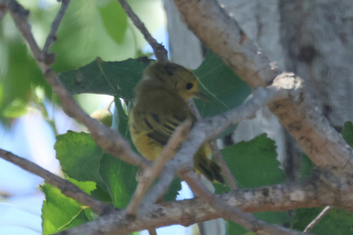 iNaturalist observation photo of Northern Yellow Warbler