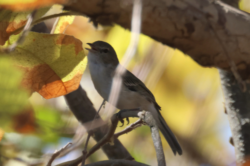 iNaturalist observation photo of Bell's Vireo