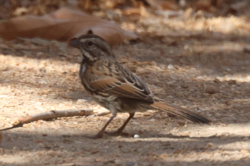 iNaturalist observation photo of Song Sparrow