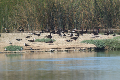 iNaturalist observation photo of Black Skimmer