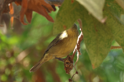iNaturalist observation photo of Orange-crowned Warbler