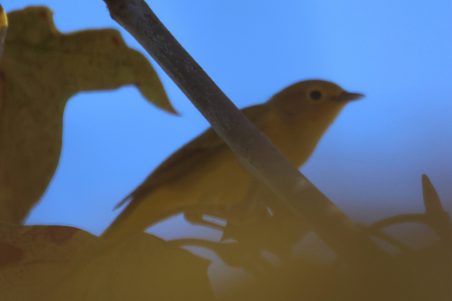 iNaturalist observation photo of Northern Yellow Warbler