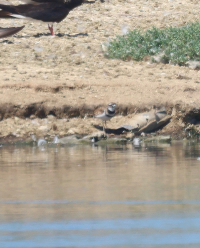 iNaturalist observation photo of Killdeer