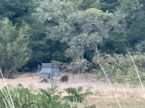 Wild Boar