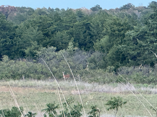 White-tailed Deer