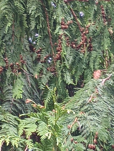 western redcedar