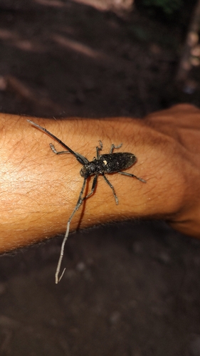 Carpenter Sawyer Beetle
