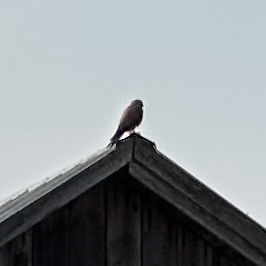 Eurasian Kestrel