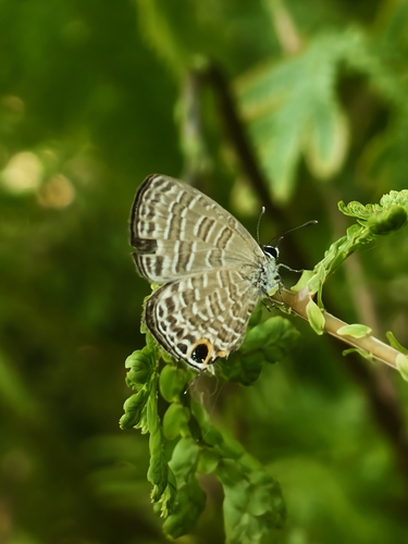 Nacaduba berenice