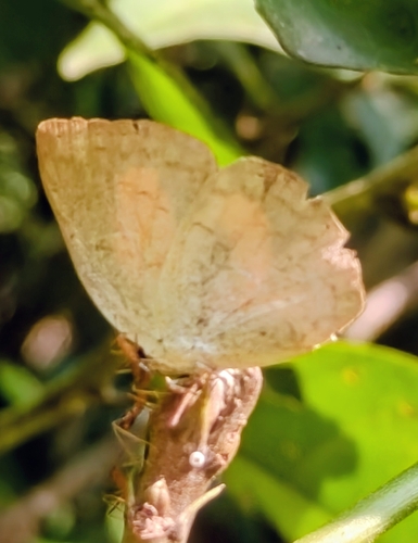 Curetis santana