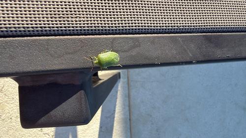 Southern Green Stink Bug